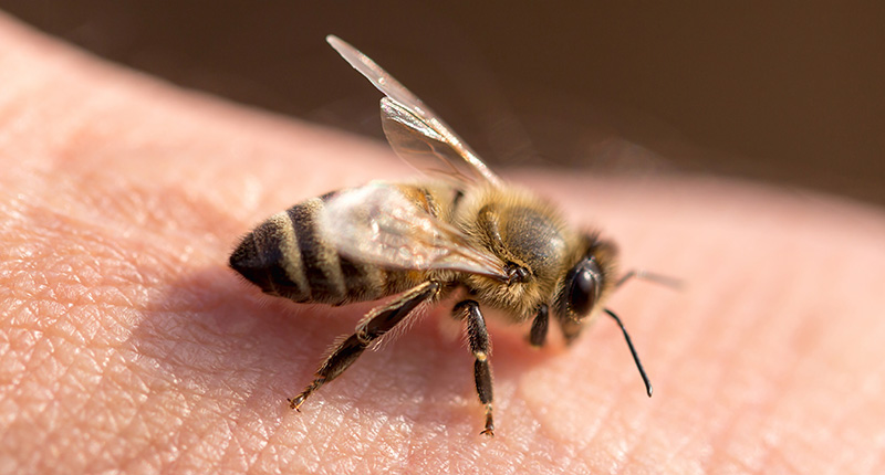 Bienen einer Bienenpatenschaft sitzt auf der Hand