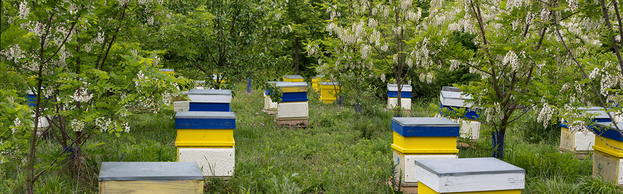 Bienenstöcke unter Akazienbäumen
