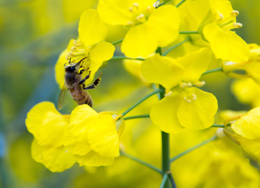 Honigbiene sitzt auf Rapsblüte