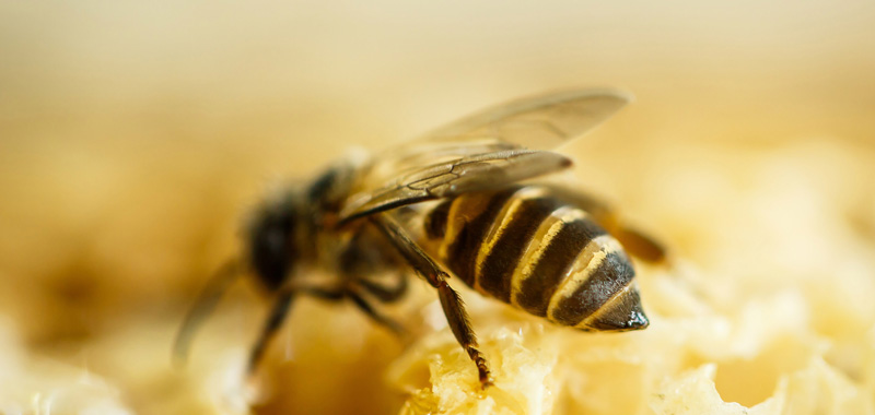 Honigbiene sitzt auf Honigwabe