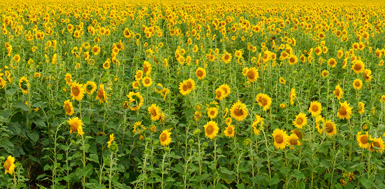 Gelbe Sonnenblumen auf einem Feld