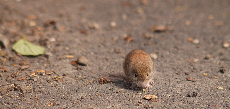 Maus auf erdigem Boden