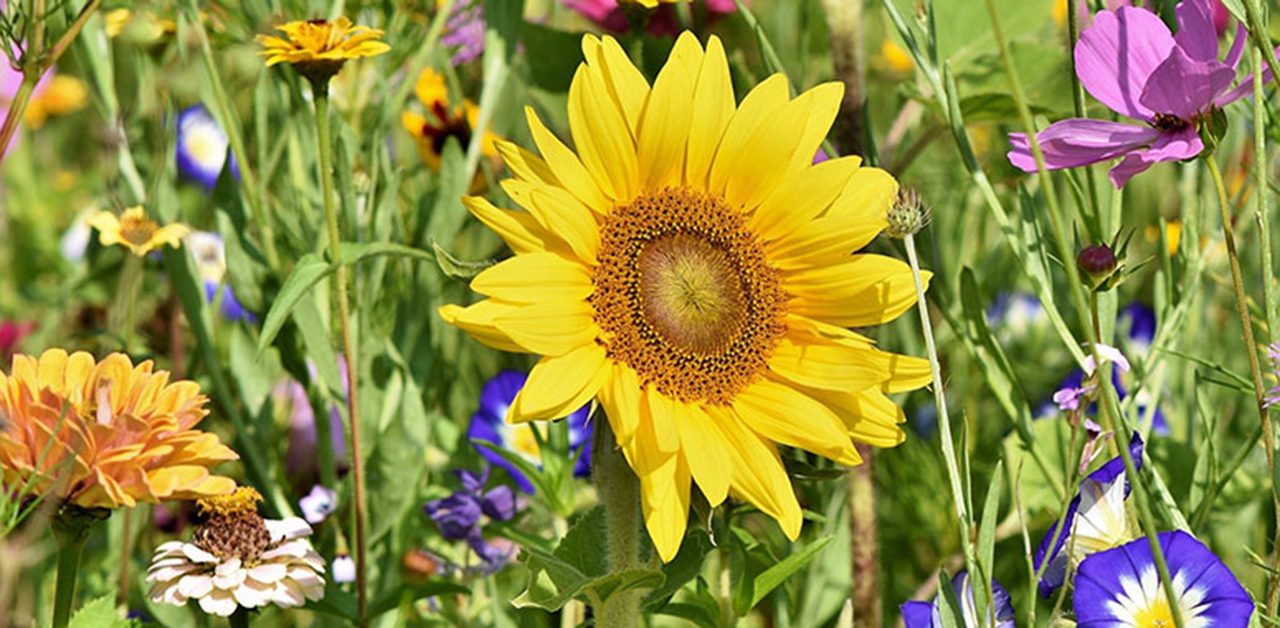 Hortus Insectorum Der DreiZonenGarten nearBees