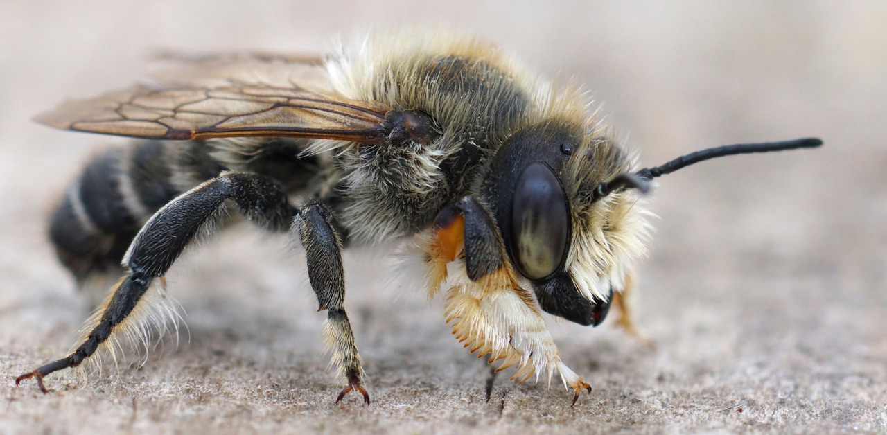 Garten-Blattschneiderbiene | nearBees