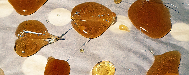 Honig-Ingwer-Bonbons auf dem Blech