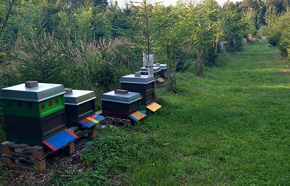 Bienenvölker am Standort von Patenimker Harald