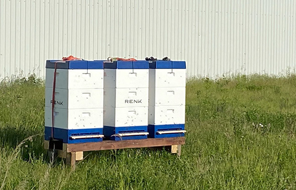 Die Bienenbeuten auf dem Firmengelände