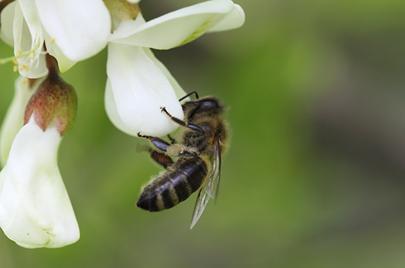 Biene auf Akazienblüte