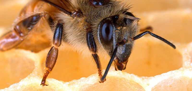 Honigbiene auf Wabe