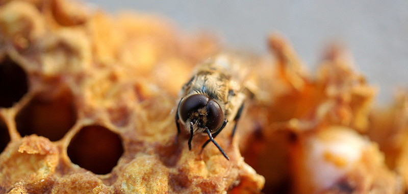 Biene auf Waben