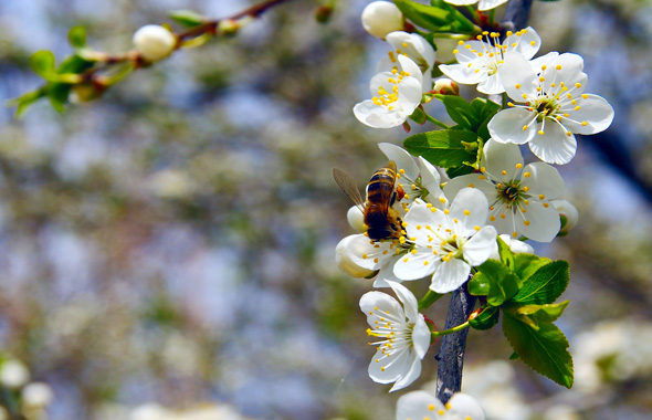 Eine Biene an Obstblüten