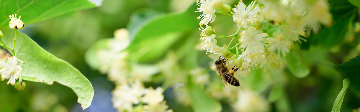 Biene auf Robinienblüte