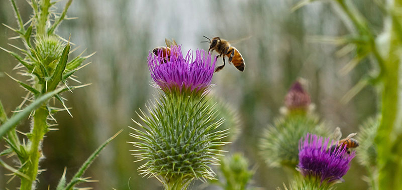 Bienen auf Distelblüten
