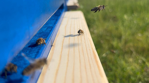 RENK Firmenbienen fliegen in die Beuten hinein