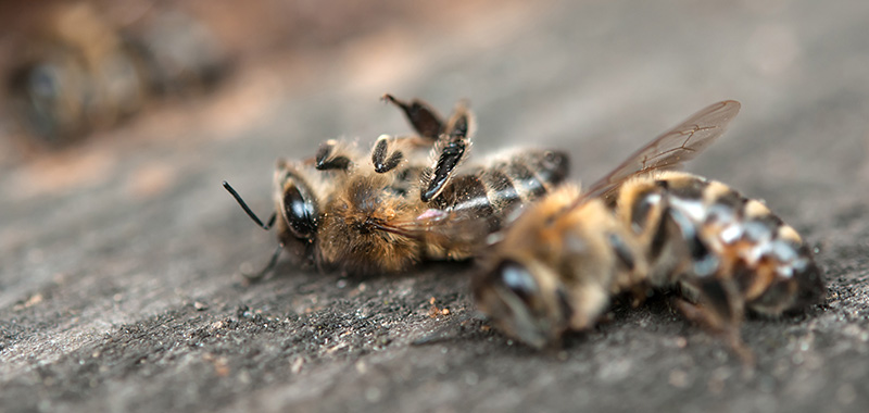 Insektensterben - ein Gespräch mit Thomas Fartmann