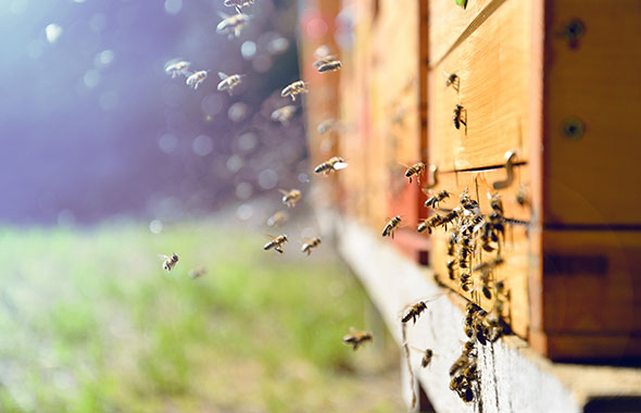 Bienen an Flugloch