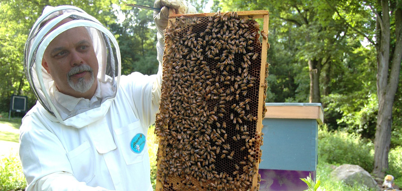 Imker mit Bienenwabe in der Hand