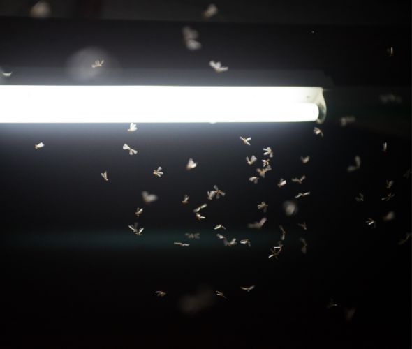 Licht mit umherfliegenden Insekten