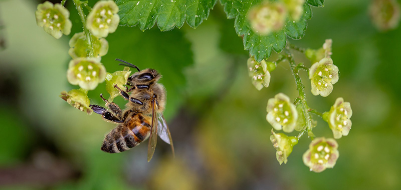 Biene auf gelber Blüte