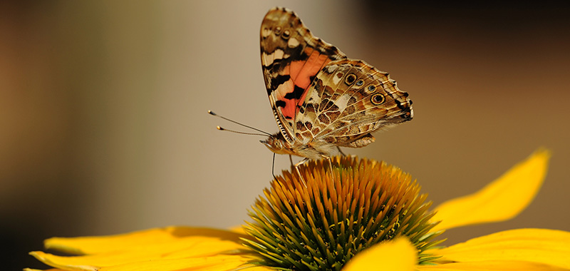 Schmetterling auf gelber Blüte