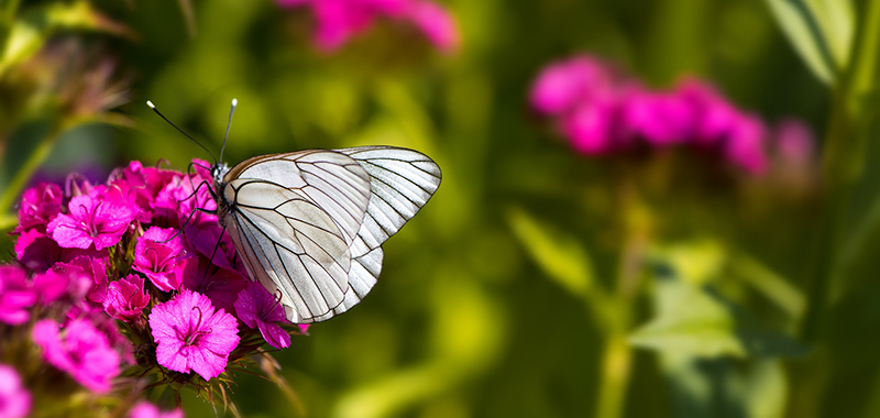 Schmetterling auf pinker Blüte
