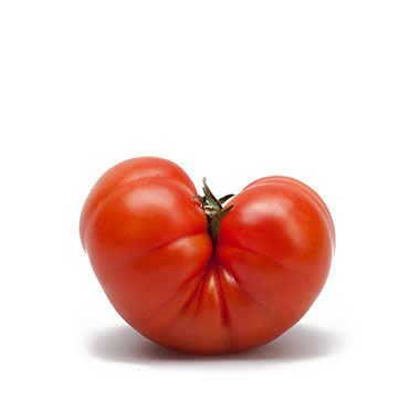 Tomate von ugly fruits