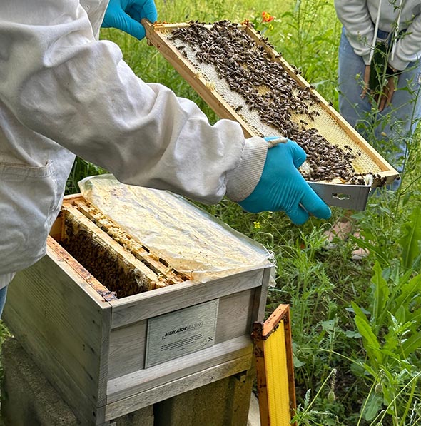 Imker zeigt ein Rähmchen aus der Bienenbeute