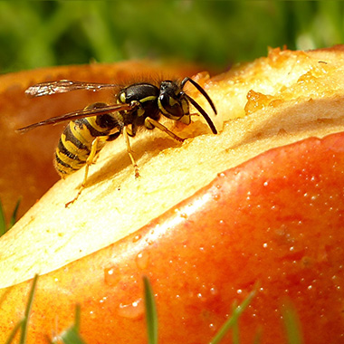 Wespe auf einem Apfel