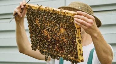 Imker Moritz Seidler bei der Arbeit an den Bienen