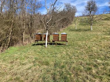 Streuobstwiese bei Colmberg