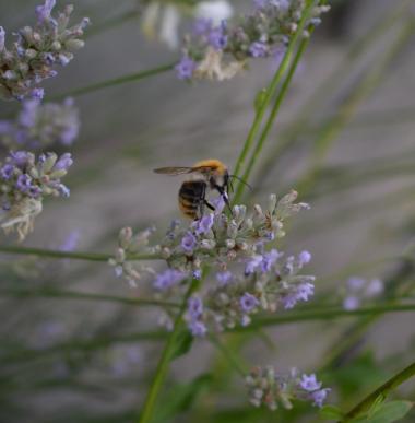 protecting wild bees - preserving natural habitats