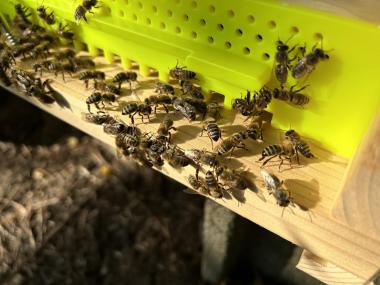 my bees: keep on working, Girls! nature's sweetest gift