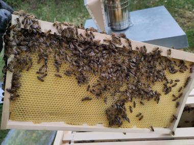 Bienen auf einer Wabe